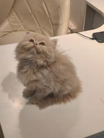 Fluffy Persian Kitten - Friendly, Long-Haired