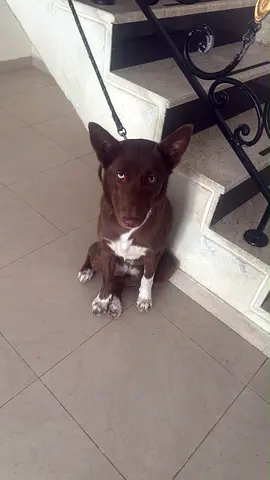 11 months brown dog husky + labrador with looking for a new home