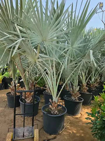 Beautiful Silver Bismarck Palm in Large Pot - Ready to Plant