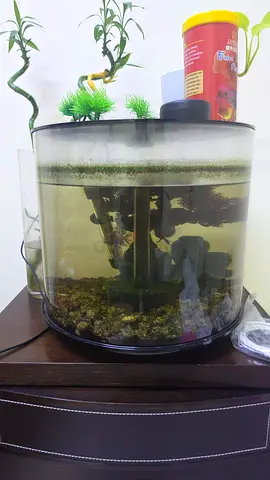 Used cylindrical fish aquarium with filter and decorations and 2 fish big ones