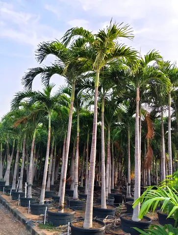 Veitchia merrillii “Manila Palm”