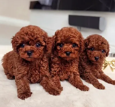 Toy poodle puppy