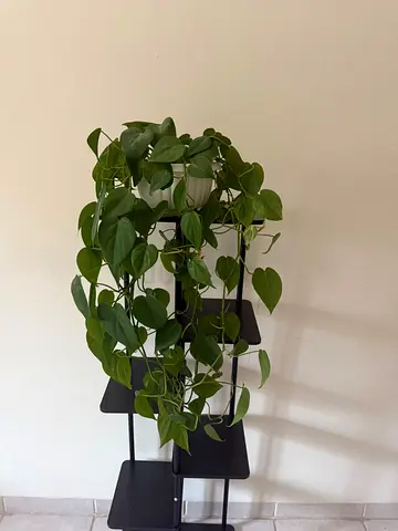 Heartleaf philodendron (plant only)