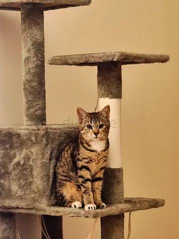 Tabby cat for adoption - domestic shorthair