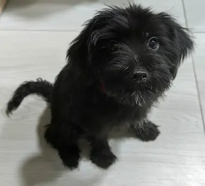 Small black mixed-breed puppy looking for a home