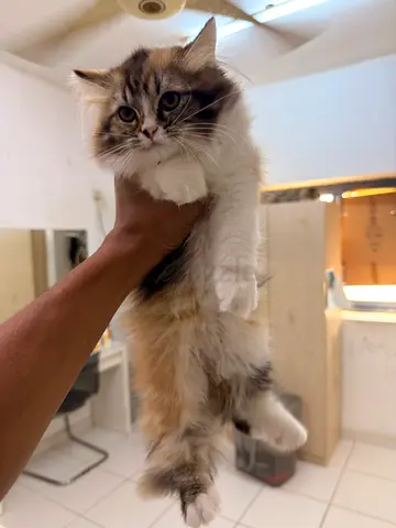 Fluffy long-haired kitten looking for a new home