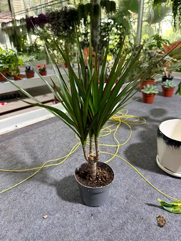 Real Dracaena Marginata Indoor Plant (30-40cm) - Multi-Trunk Air Purifying Dragon Tree