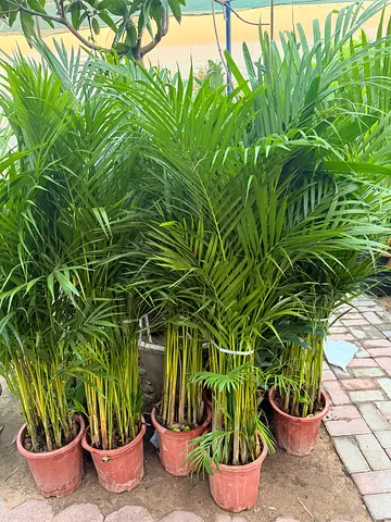 Areca Palm ~ 140/150cm ht