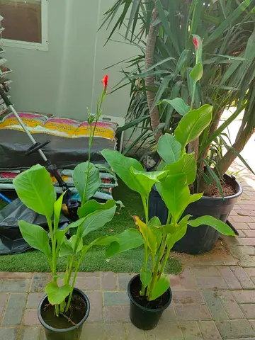 Beautiful Red Canna Lily plants available for sale in Sharjah