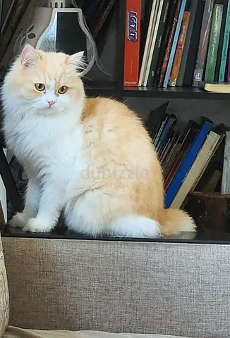 cat for adoption (free)