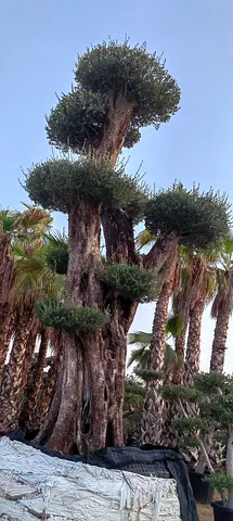 Large Mature Ornamental Olive Tree with Multi-tiered Canopy — Ready for Pickup