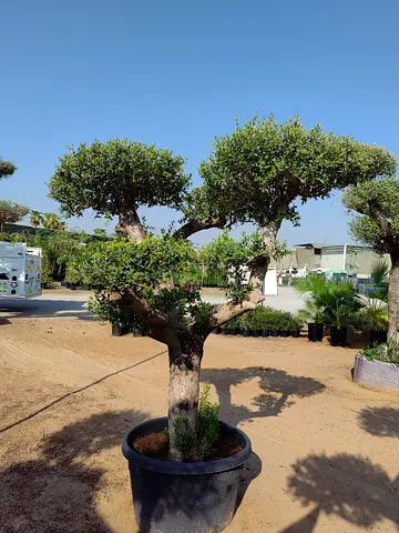 Potted ornamental bonsai-style tree — mature olive-like specimen in large pot
