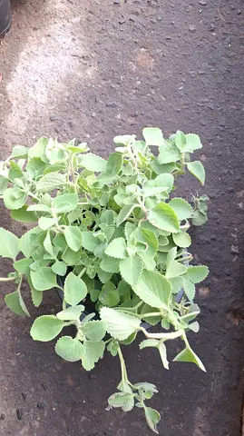 Oregano in Big Pot