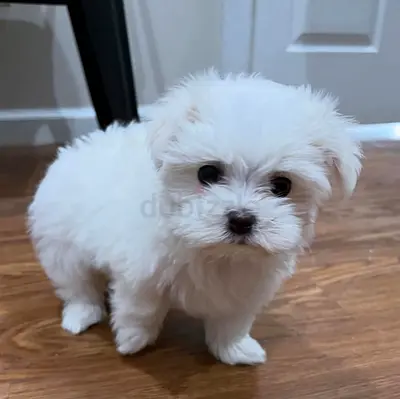 my adorable maltipo looking for a caring and lovely home