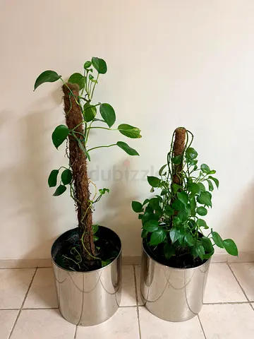 Two Pothos Climbing Plants with Moss Poles in 3 Silver Planter pots.