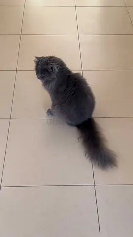 Female long-haired grey cat - friendly, indoor (ready to rehome)