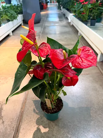 Real Red Anthurium Indoor Plant (25-30cm) - Holland Grown Air Purifier