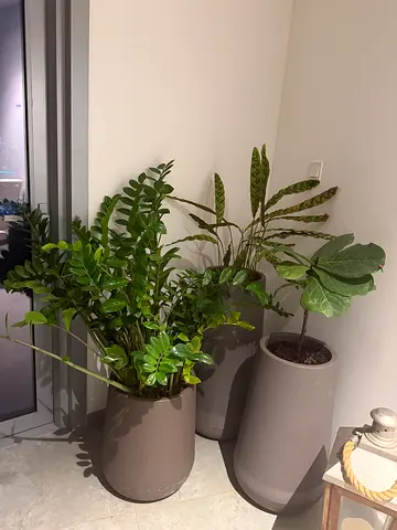 Set of 3 large indoor potted plants with modern grey planters