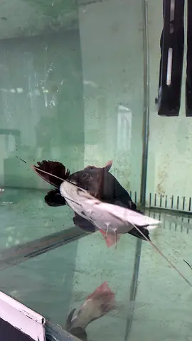 Pair of freshwater catfish (long-whiskered) - healthy and active