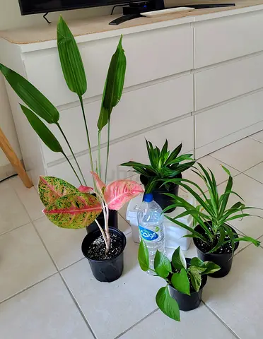 Indoor houseplant bundle — 5 healthy potted plants, ready to decorate