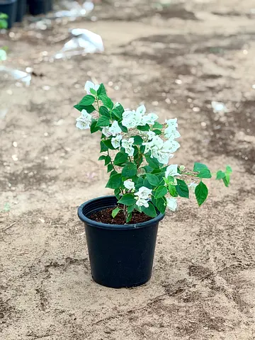 White Bougainvillea in Pot – Healthy Outdoor/Indoor Plant