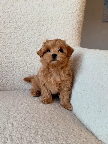 Cute small brown puppy — looking for a loving home