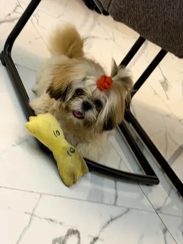 8 month old male shihtzu including all his supplies