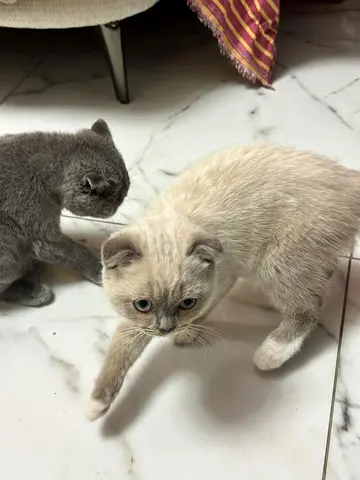 Two friendly Scottish Fold kittens — one cream, one grey, ready for new home