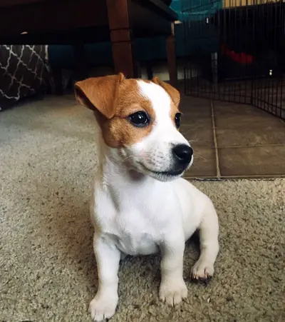 Young Jack Russell Terrier puppy friendly and friendly I ready for a new home