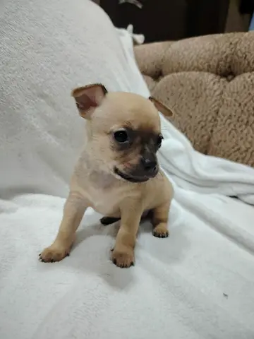 Young Chihuahua puppy available — small, friendly, great with family