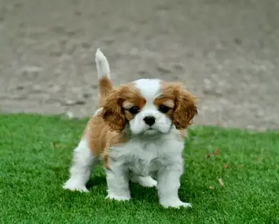 Cavalier King Charles Spaniel puppy is looking for new home