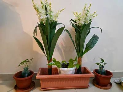Artificial & Real Plants - AED 20 for 1 / AED 70 for All 5 Pots