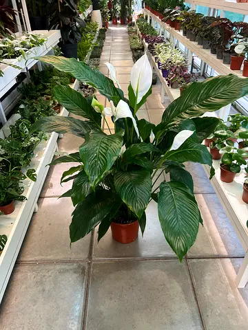 Large Peace Lily (Indoor Plant) - 100cm height