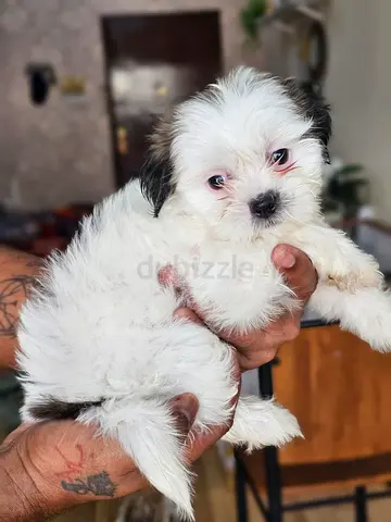 Friendly Shih Tzu Puppy 57days Old, Vaccinated