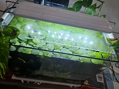 Floating plants - Frog bit & Water Lettuce