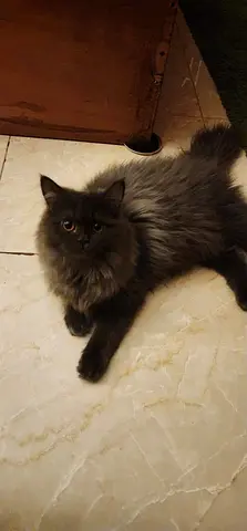 Gorgeous Siberian fluffy girl awaits forever home