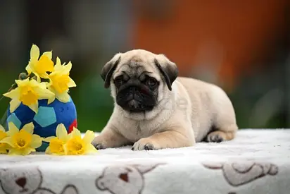 Pug Puppies