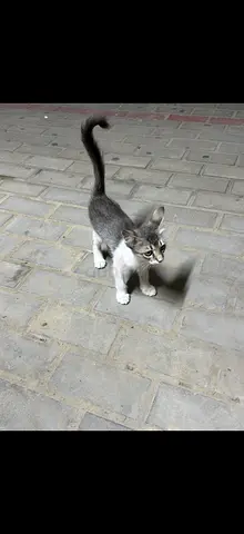 free male kitten