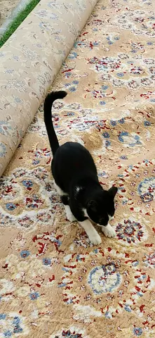 Wall to wall carpet