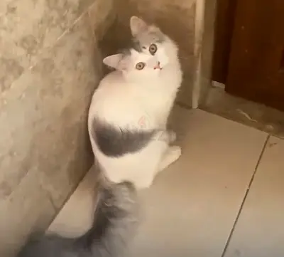 Cat free
