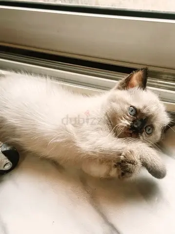 2 months old kitten - playful and healthy