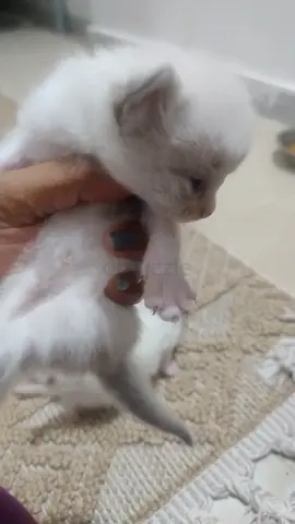 Free kittens Adoption