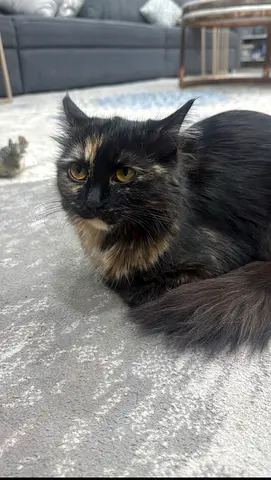 Tortoiseshell Female Cat - Friendly, Indoor, 3 Years (Ready for Rehome)