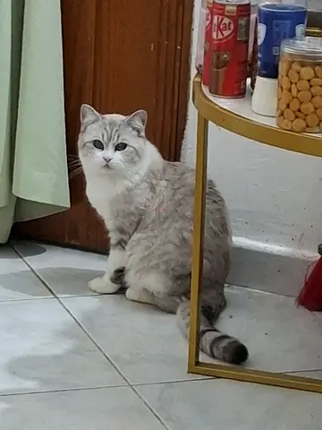 Cats