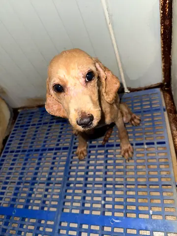 Cockapoo man for adoption