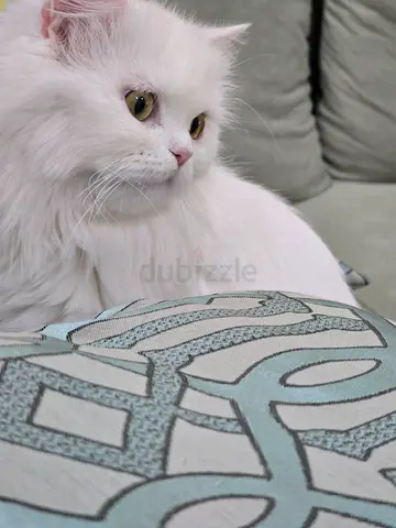 Female cats for adoption 1 years old