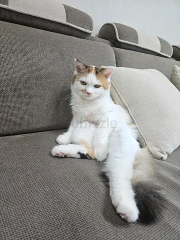 Playfull long-haired female cat is  ready for adoption Free with all accesories (litter box ,Toys )