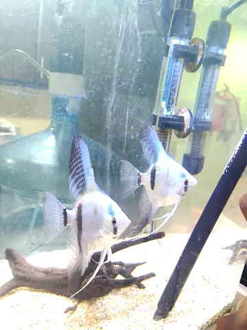 Aquarium for sale