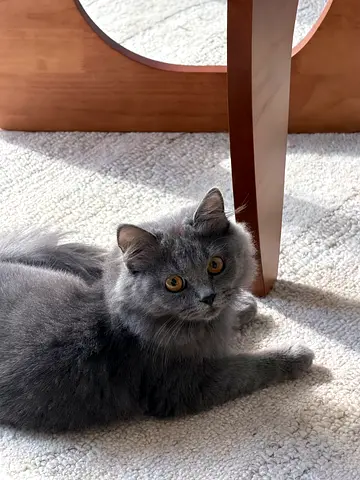 British Gray Longhair