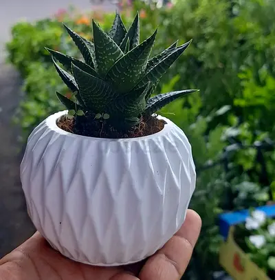 Looking for the Perfect Mini Gift? 🪴 Cute Haworthia Succulent in a Stylish White Pot!